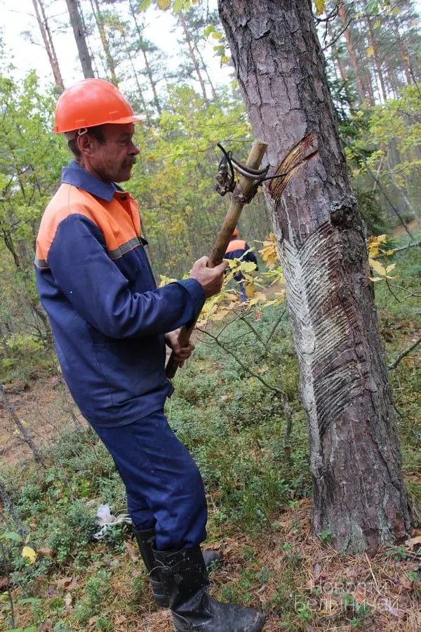 Вздымщик наносит карры на ствол сосны