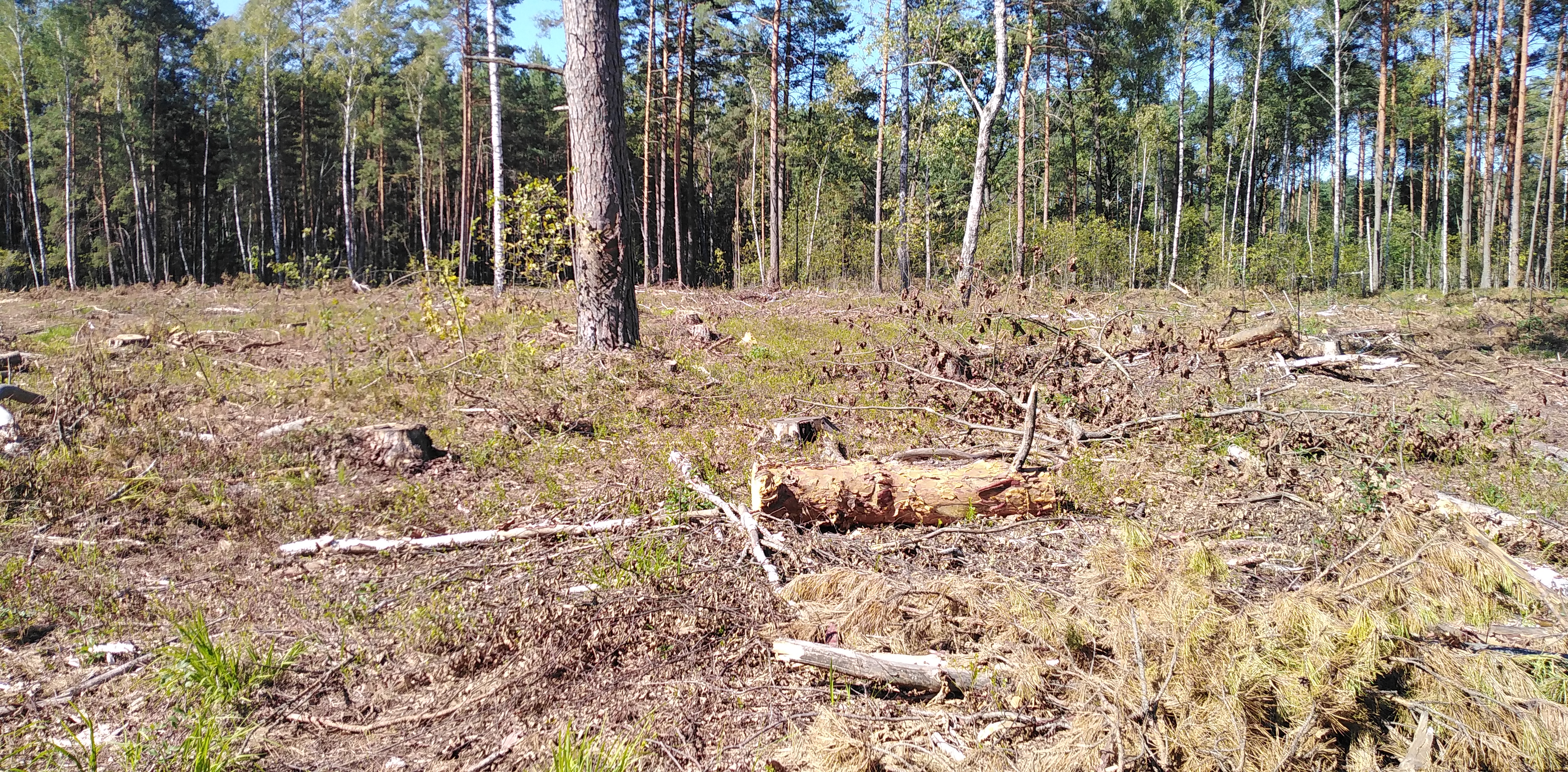 Сосну, на которой производилась подсочка, оставили в качестве семенника. Делянка в Петриковском районе