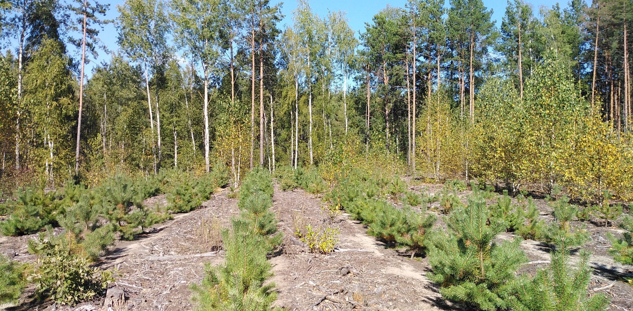 Лесовосстановление, посадки сосны и березы